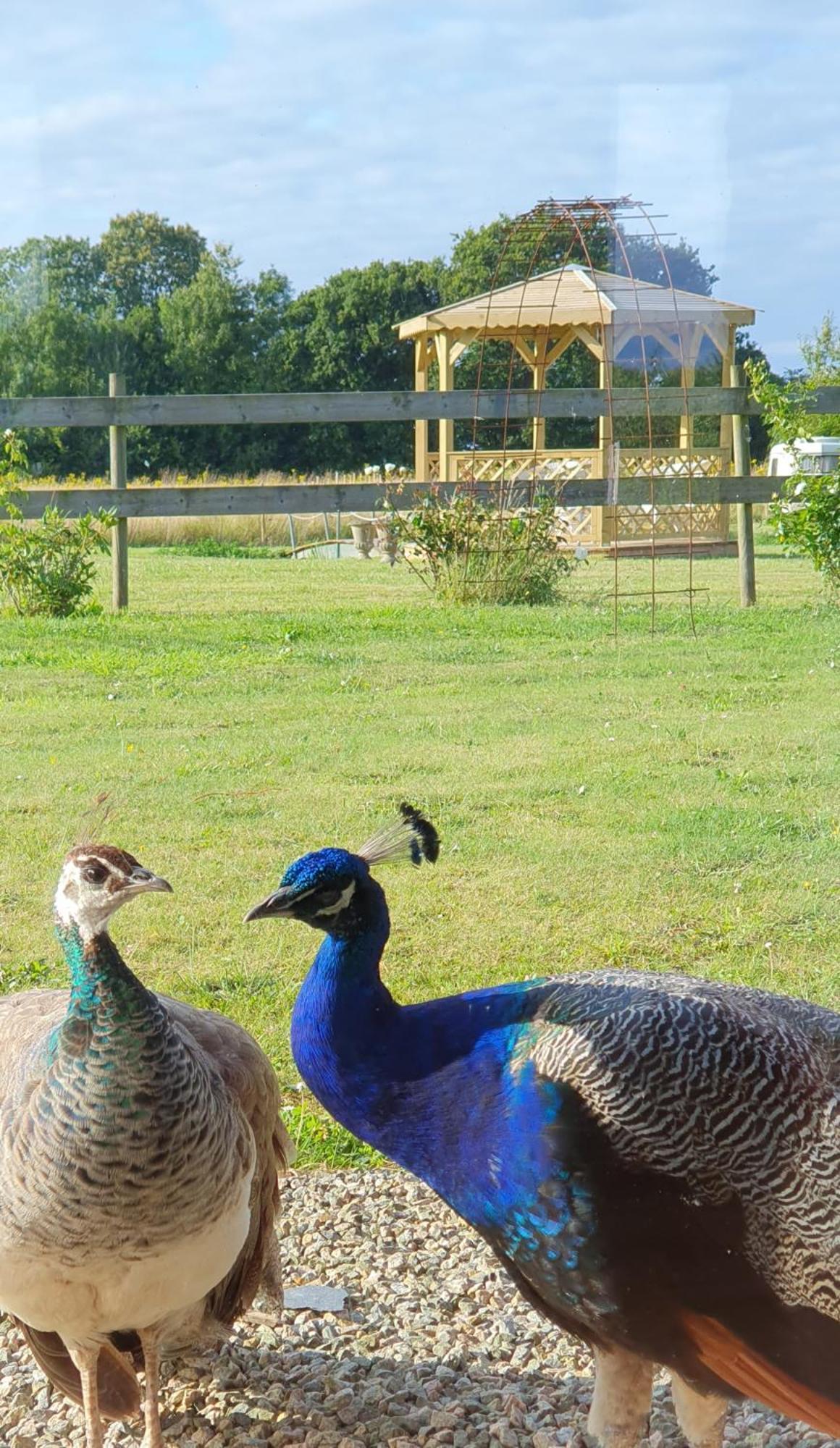 La Ferme De Lec'H Hameury Bed and Breakfast Plestin-les-Grèves Εξωτερικό φωτογραφία